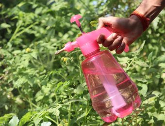 Survey Finds Irish Schools Turning Away From Pesticide Use As Pollinator-Friendly Spaces Grow